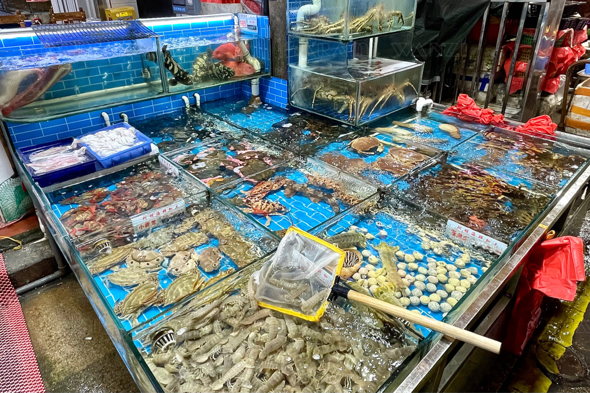 镶金又包银的养殖巴浪鱼,在厦门八市这家海鲜加工店也能吃到_清蒸