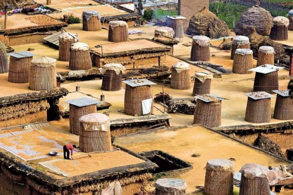 史上最大粮仓含嘉仓,修建至今已有1000多年,仓内种子竟还能生长?