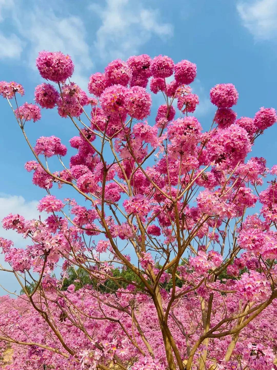 【广州周边游】每周三四六日出发,打卡千亩紫花风铃,行摄蒲葵林,旅拍