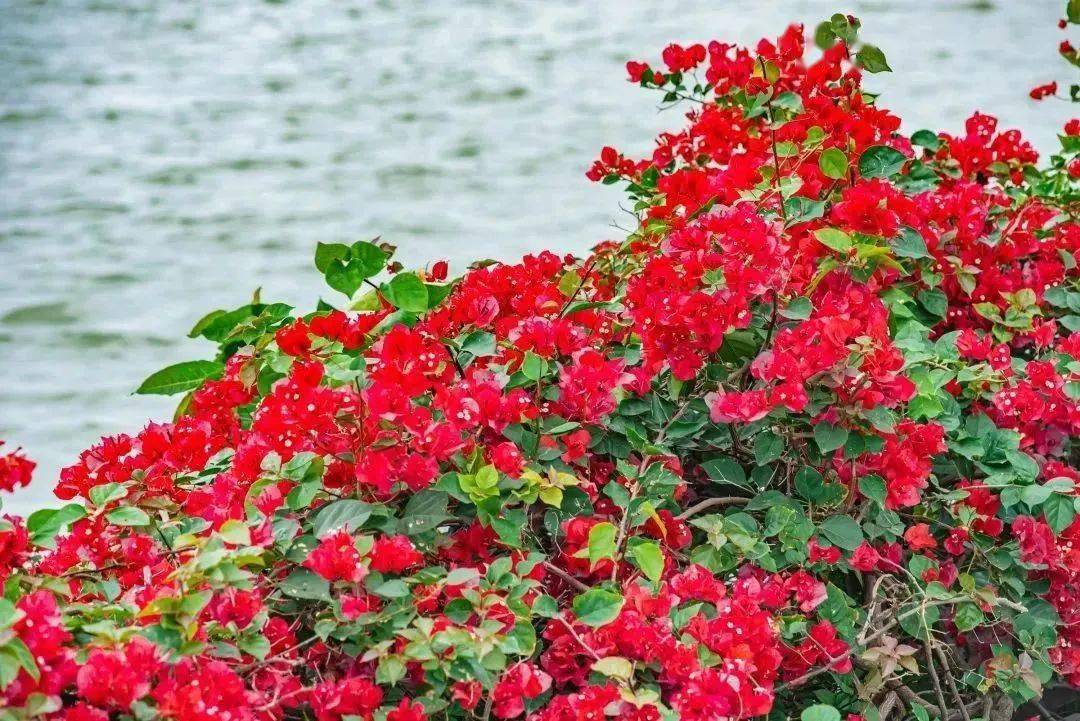 惠州市的市花,开了!_梅花_西湖_湖景区