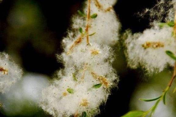 北京"杨絮"飘飘如下雪,一棵雌树产2斤飞絮,曾是"大功臣"_杨树和_柳树