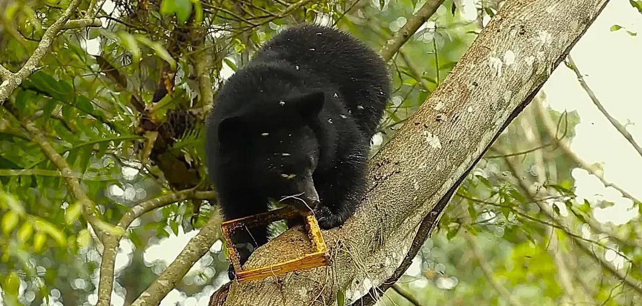 秦岭出现一头母黑熊,偷蜂蜜,掰玉米,是个超级吃货_树枝_果子_蜂巢
