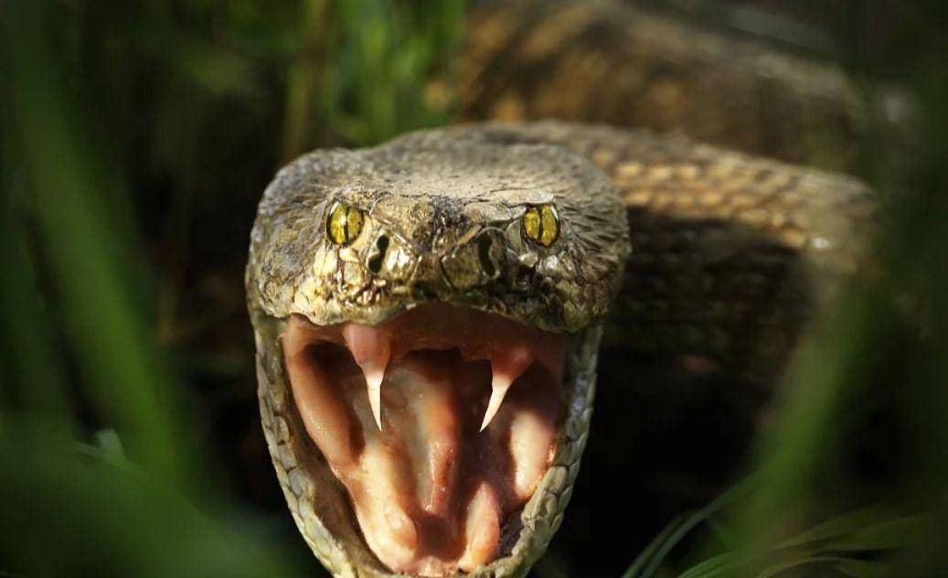 毒蛇_下图_伤口