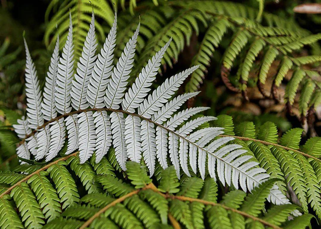 图3-5 新西兰"国宝银蕨"标志银蕨标志不是随随便便能取得的,新西兰