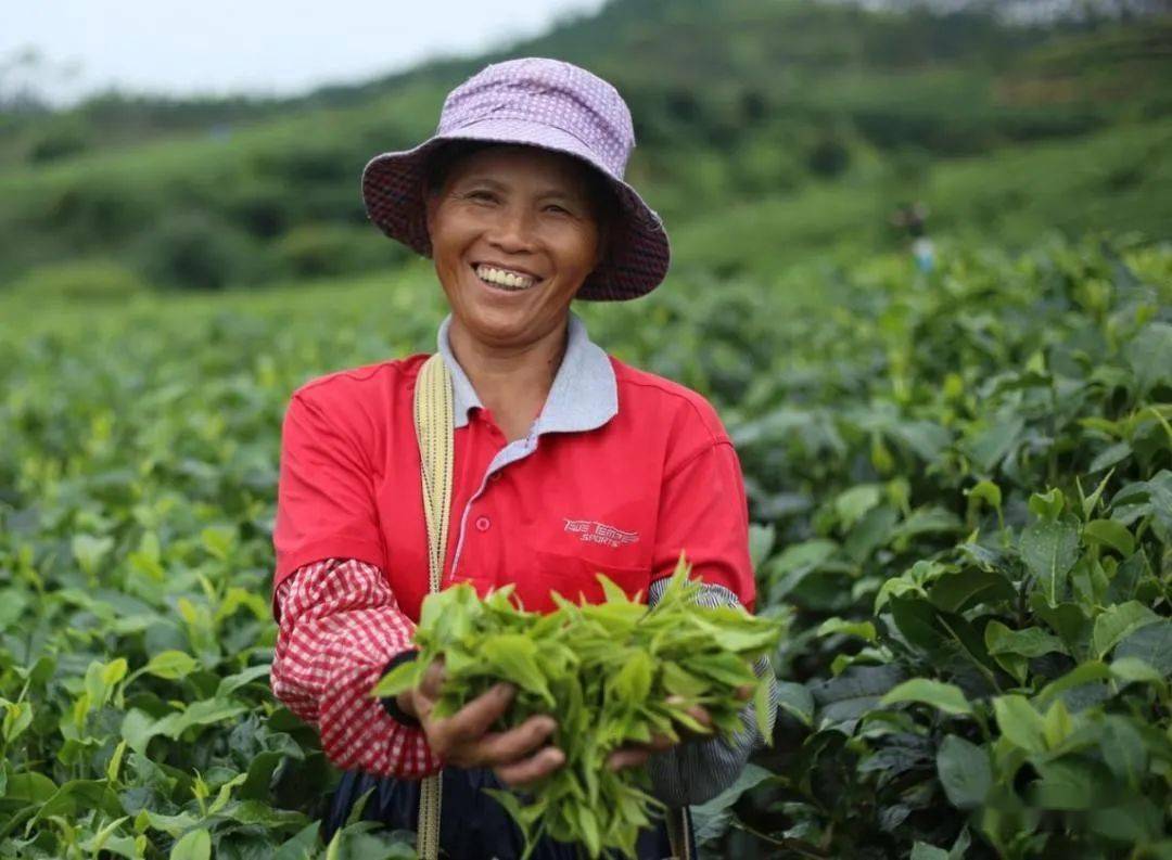 接下來,我市將按照清遠市委市政府打造英德紅茶百億產業的總體部署