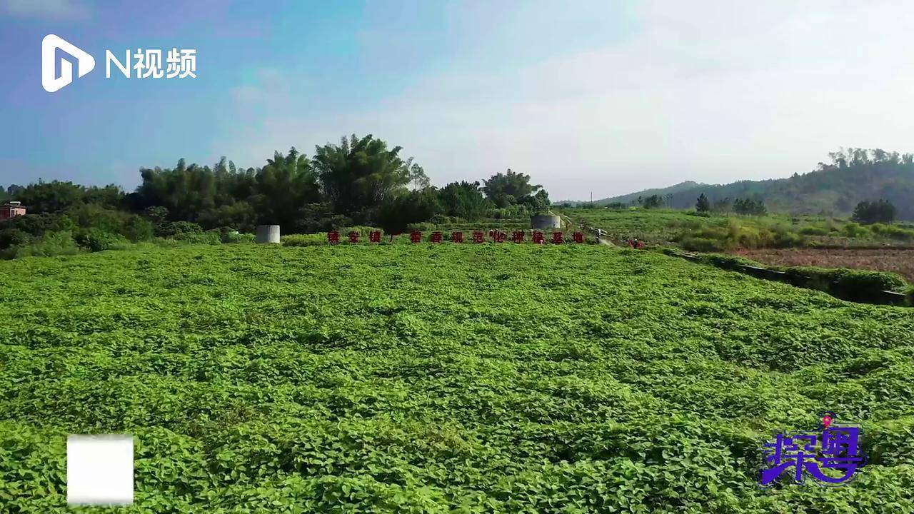 云浮云安区300亩广藿香进入采收季,南药丰收助农增收_种植_鹿筱悦