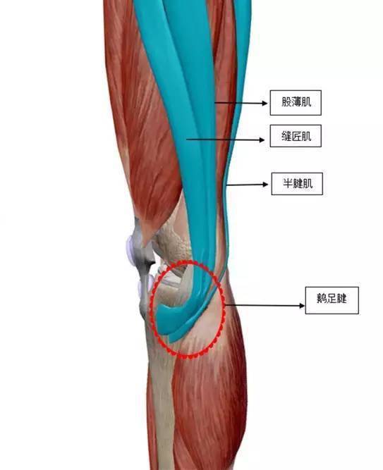 "从头到脚"纯干货_神经_功能_腱鞘