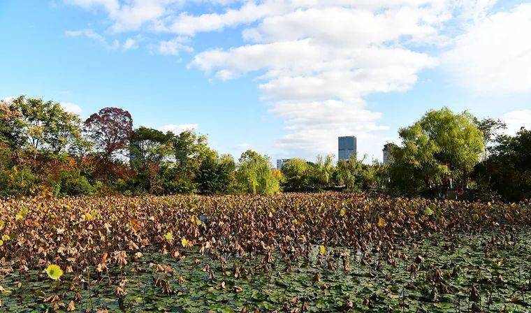 來鹽城世紀公園,欣賞與眾不同的風景(7)_地方_草地_果實