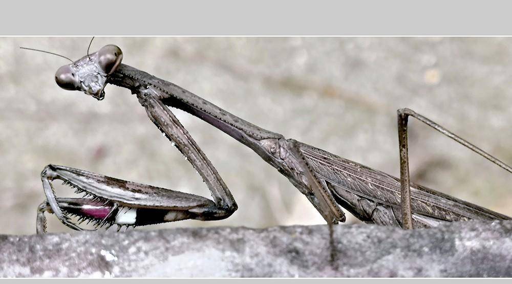 棕静螳螂若虫图片