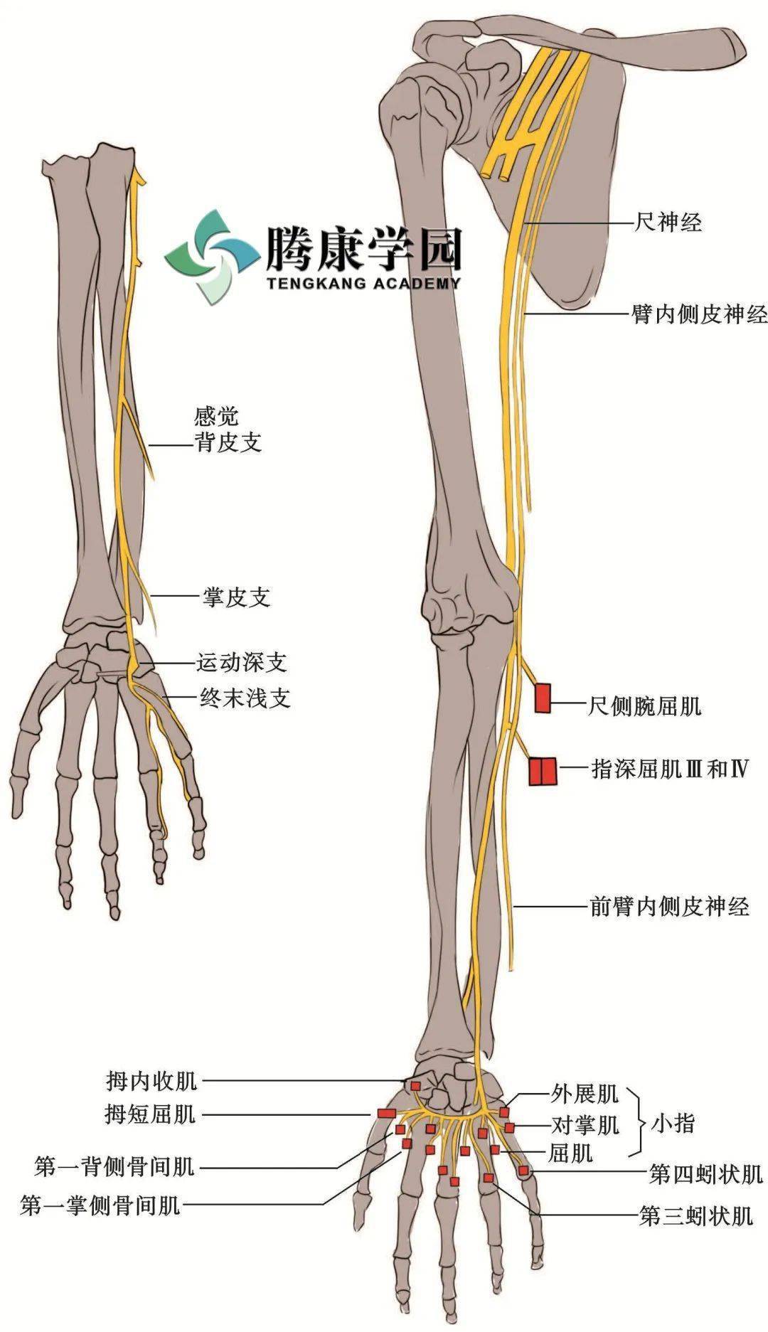 系统分析手麻手痛的引起原因 神经