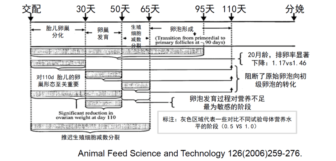 母牛卵泡发育图图片