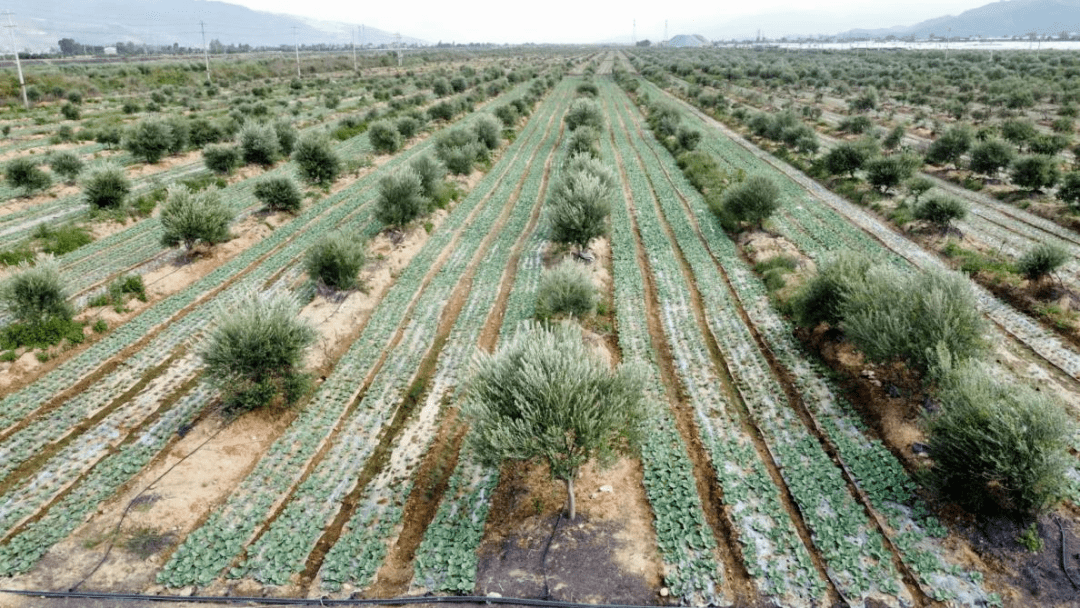 四川油橄榄种植基地图片