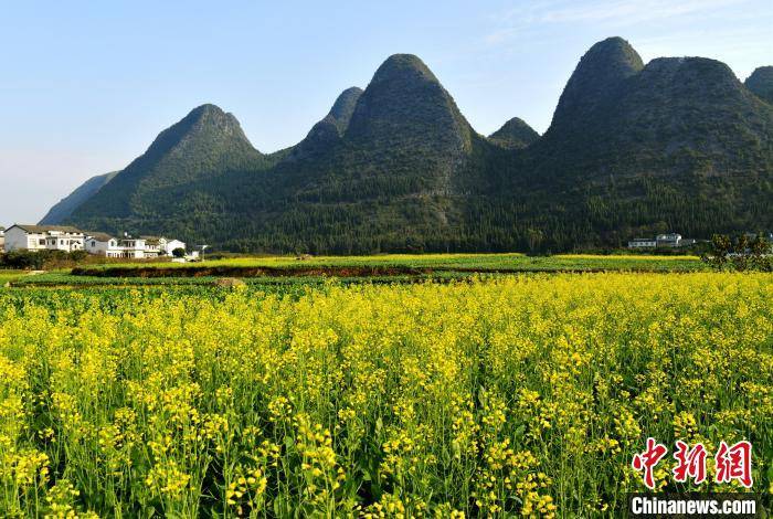 【康养胜地 人文兴义】兴义:冬日里的万峰林油菜花开犹如金海_贵州省_局部