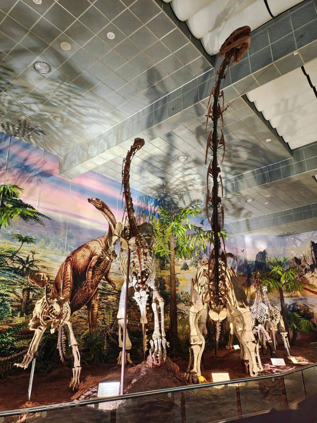 花脚大仙分享楚雄彝族自治州博物馆1:动物标本与古生物_楚雄市_恐龙