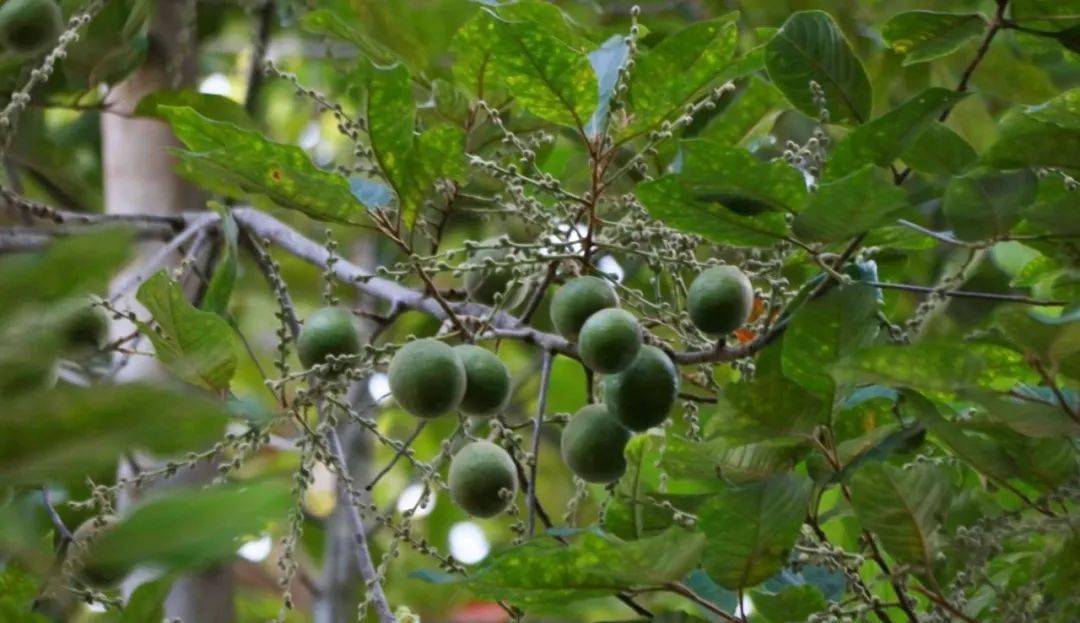 【云果】景东"山涛"果熟了,你还记得这种"野味"吗?_自然_野果_com