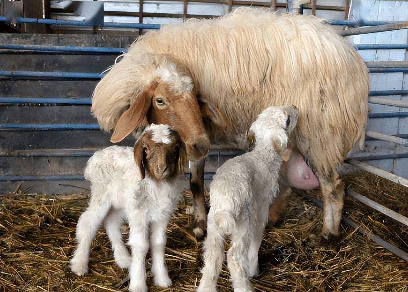 母羊为什么不让小羊吃奶?找准原因,才能对症治疗_乳房_奶水_都会