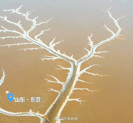 水利科普丨潮汐会作画?你了解神奇的“潮汐树”吗?_潮水_物质_滨海