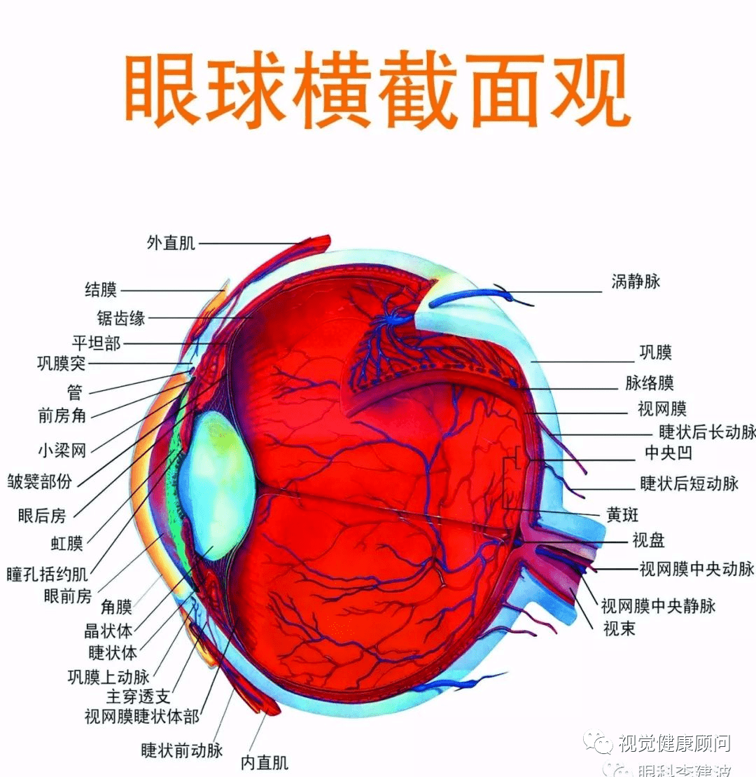 收藏:眼球解剖ppt(附文字)