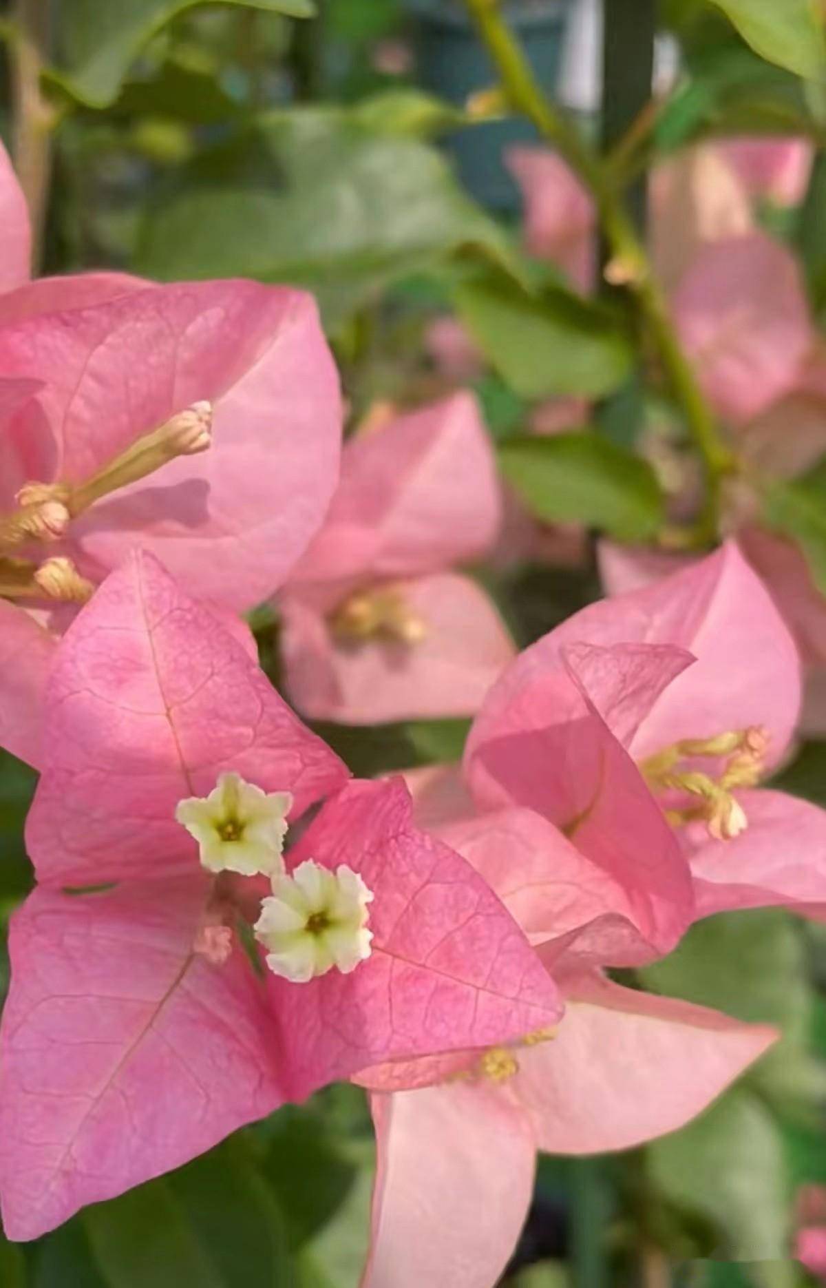 三角梅品种卡亚塔和金发女郎_cm_浅绿色_叶片