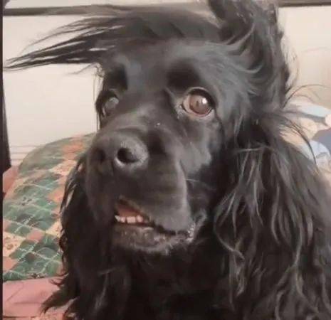 狗狗头发乱糟糟长成参天大树,意外跟自己的居家发型同款了!