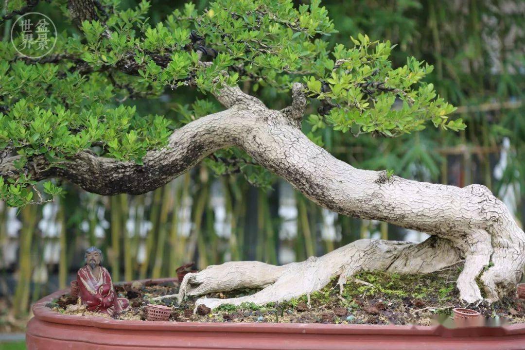 最美的100盆黄杨_盆景_作品_cm