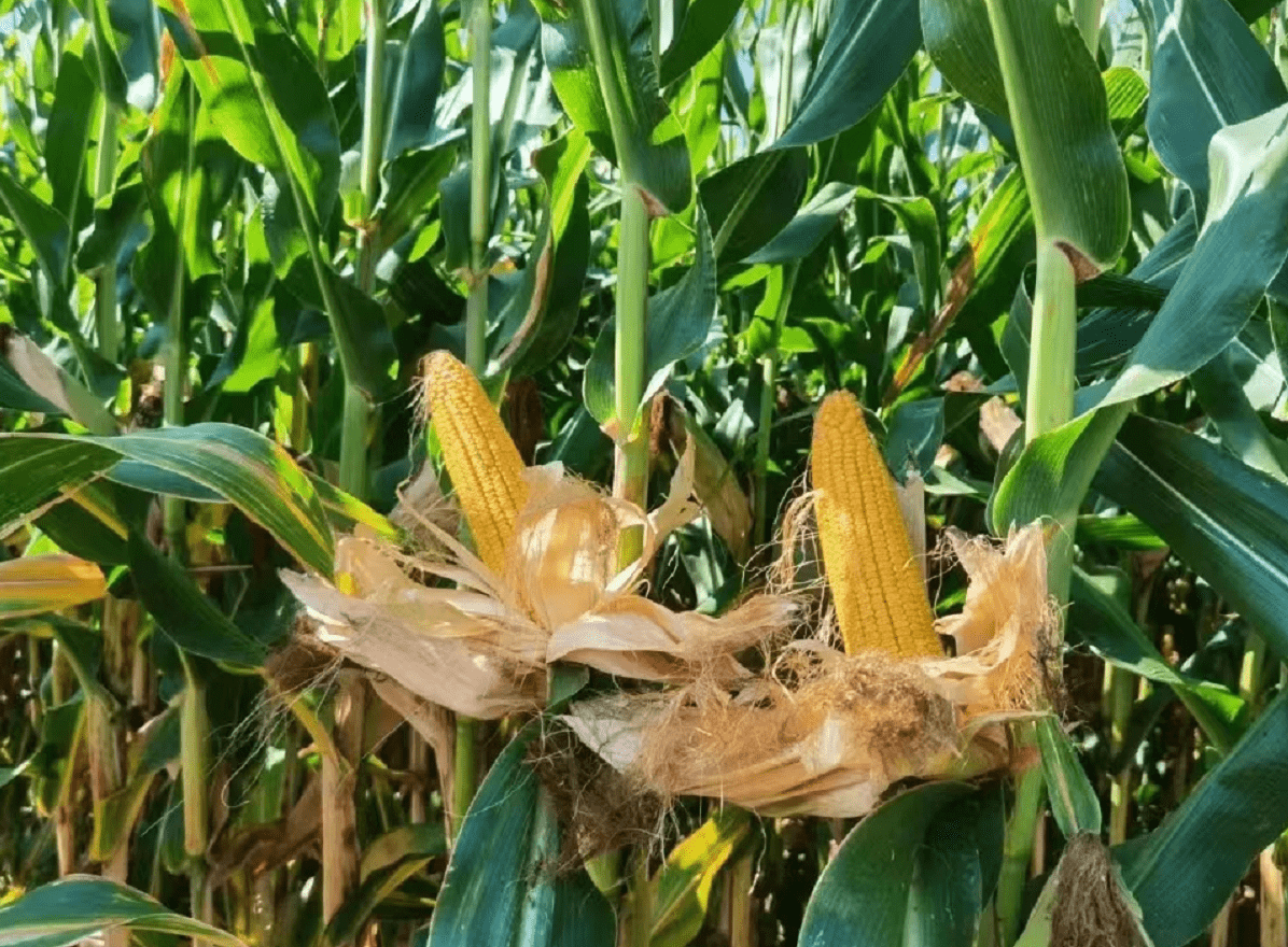 乘着生物技术的东风,小玉米在我省实现了大变身,从"农头工尾"到"粮头