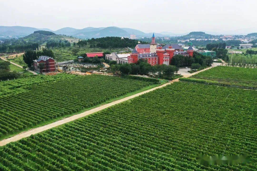 因盛产葡萄,弥勒也被誉为"东方波尔多".