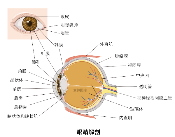 眼睛前房是哪里示意图图片