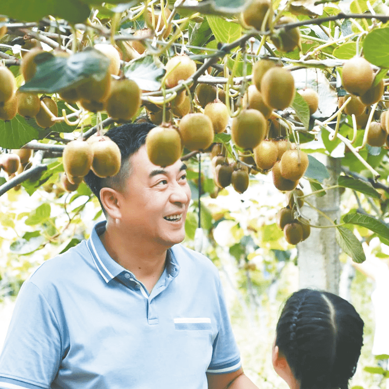 全国最大的优质猕猴桃生产基地周至县 "小金果"成就富民强县路_金周至
