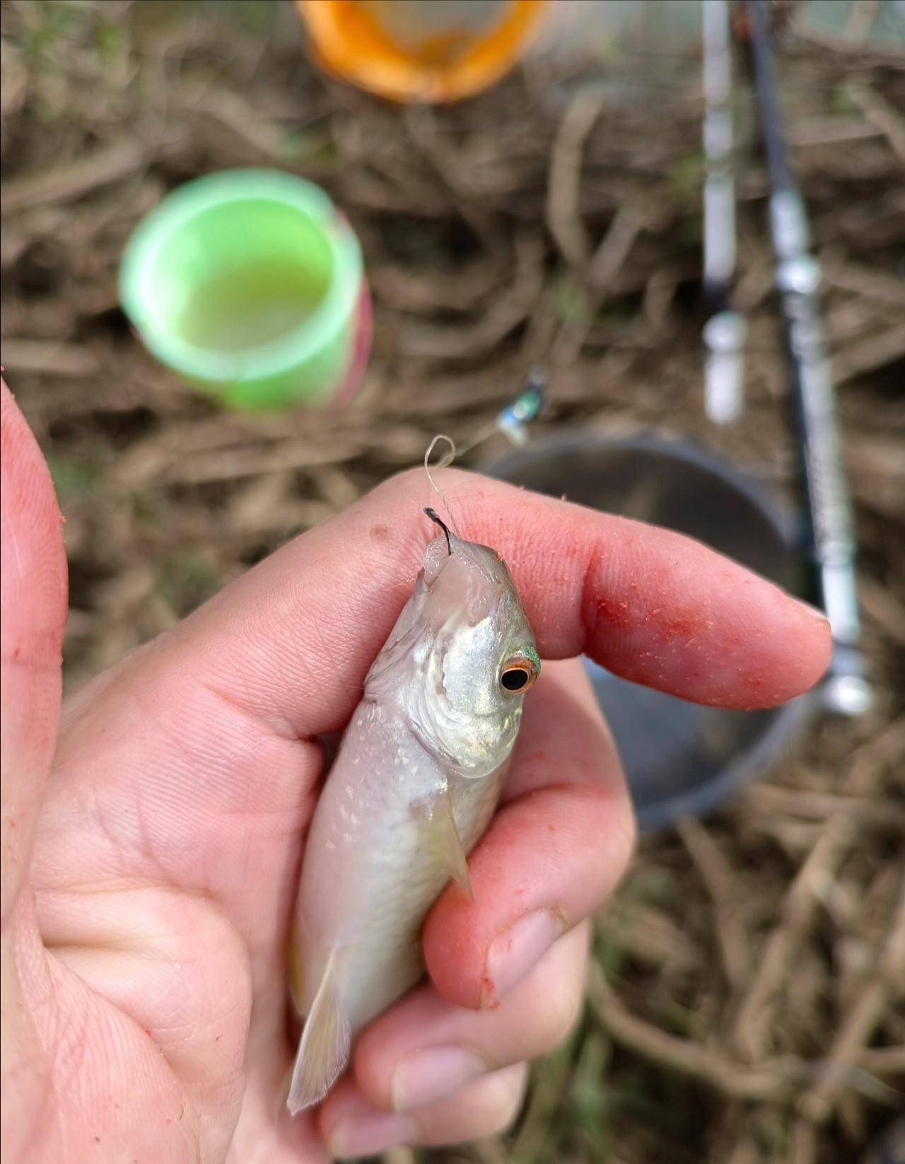 無奈捅了石鯪窩!魚湯沒喝上