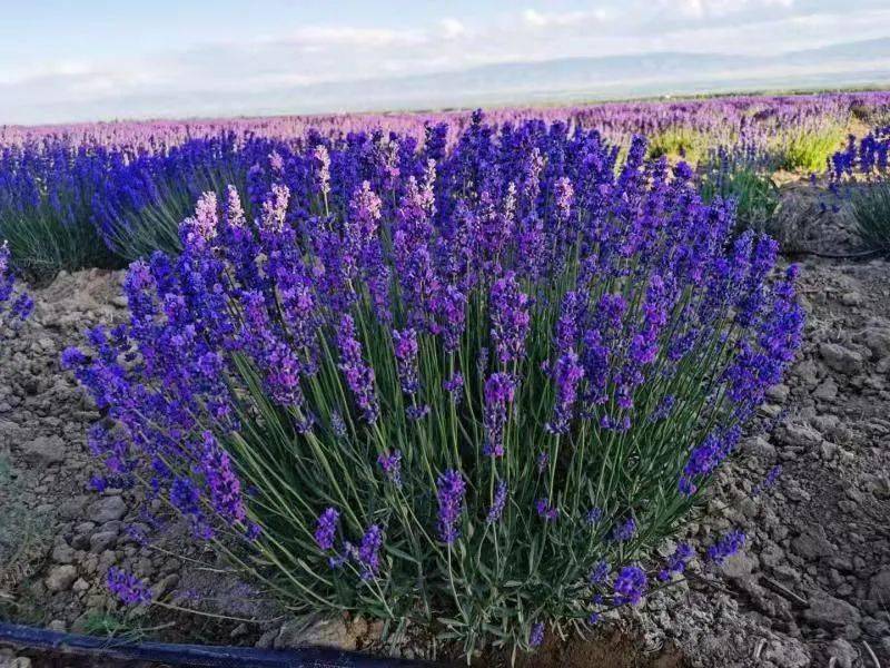 香草有约| 中国香草有500种可贡献芳香和美色