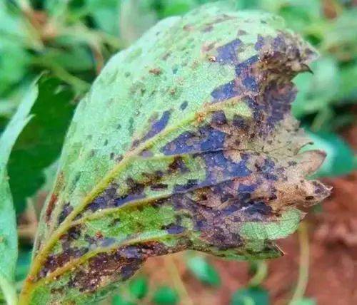 菊花的6种常见病害,早发现早治理,别再让菊花被病害折磨!