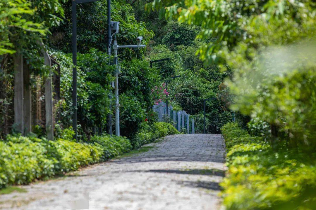 就地取材是深圳首條手作步道梅林山郊野徑像是一面靈秀的水鏡碧波微漾