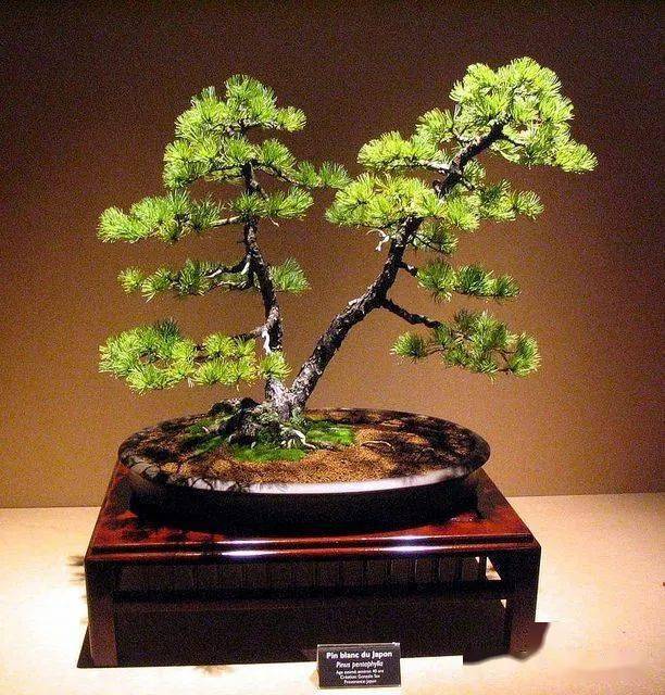 小,中小叶罗汉松景观树——300棵