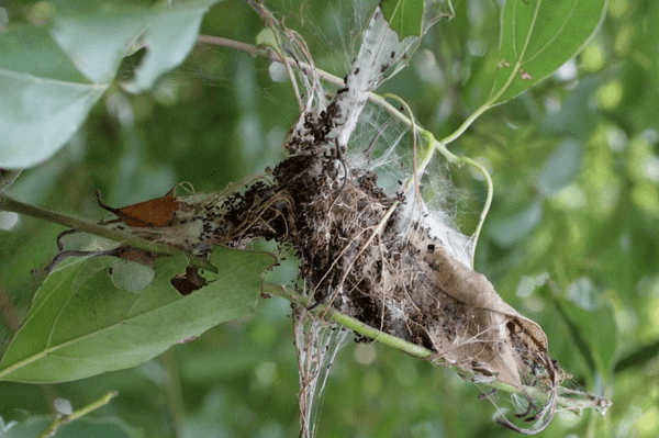 樟树病虫害及防治图片
