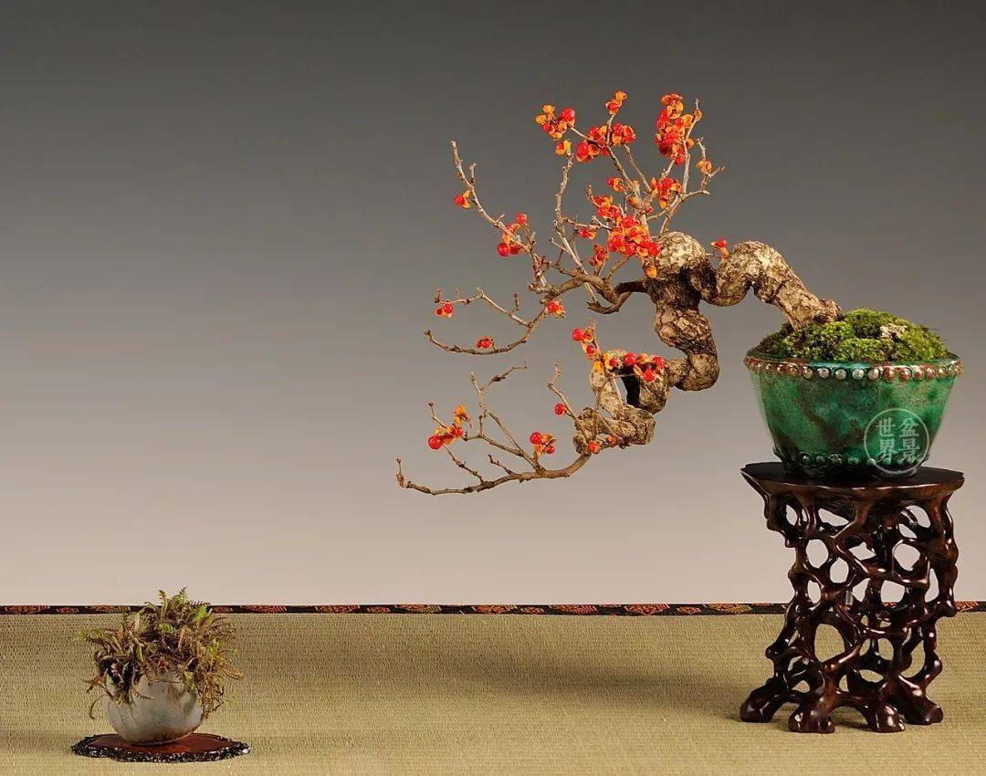 卫矛熟了_盆景_cm_作品