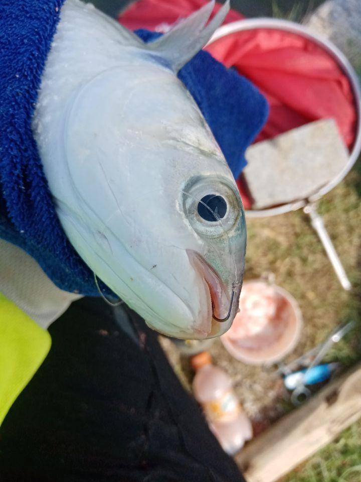 乌头_上岸_乌鱼