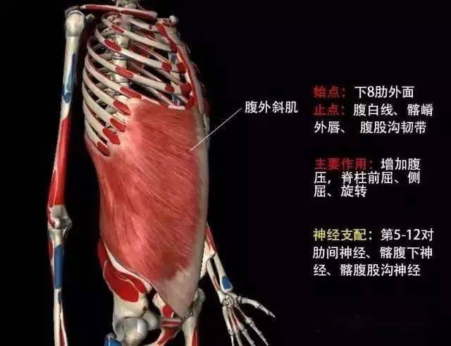 腹外斜肌位于胸下部和腹部外侧皮下