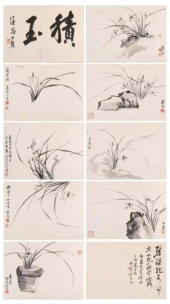 白蕉兰花作品图片精品图片