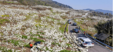 天府曹家 百年梨乡_梨花_四川省_梨膏