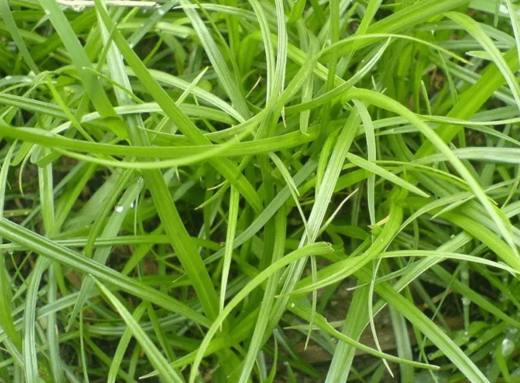 身为莎草科的多年生的草本植物,水莎草在各个地区都有一些俗称,我这边