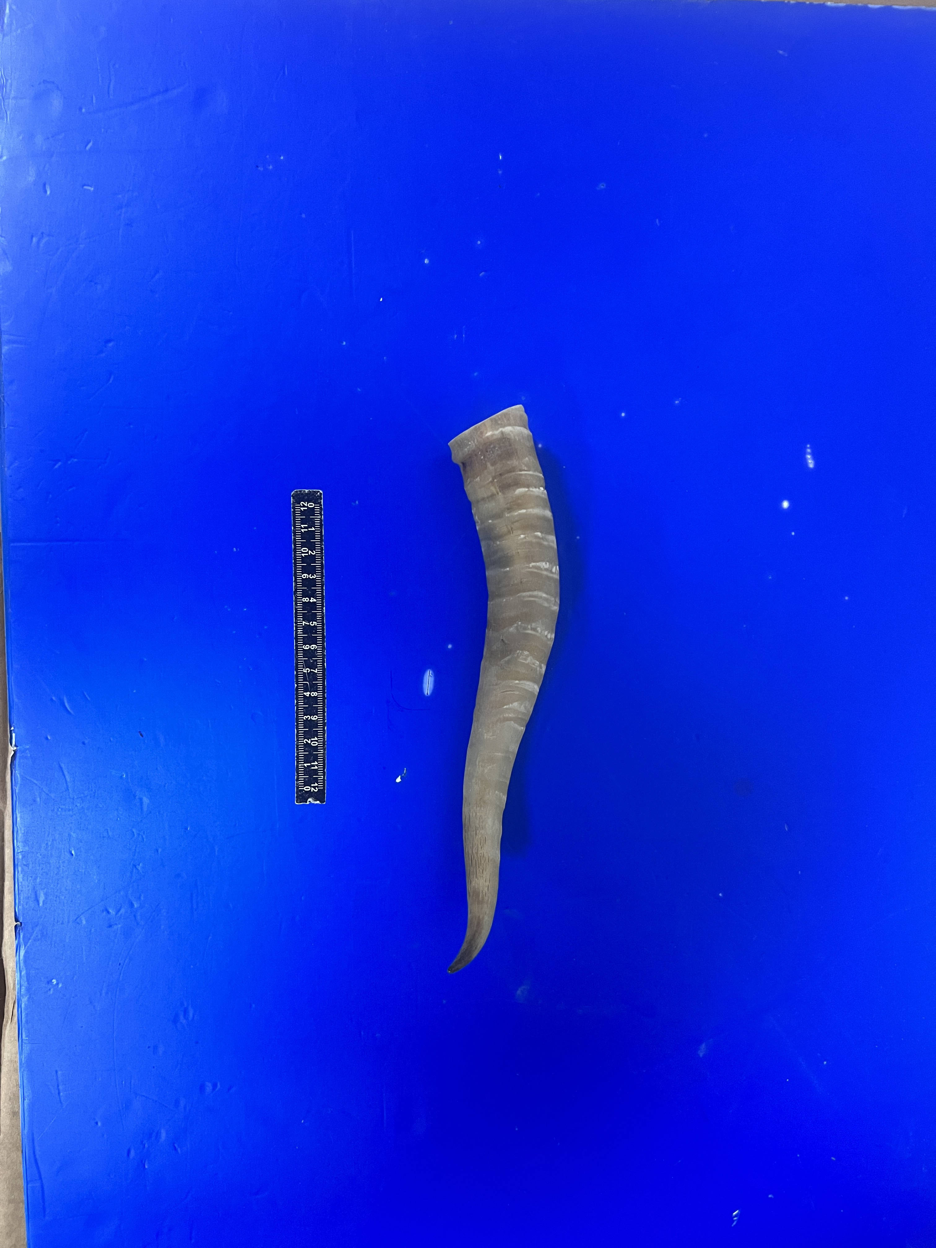 深圳北站查获国家一级保护动物蒙原羚羊角