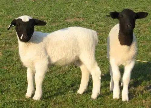 进境动物科普——进口种羊品种_萨福克_母羊_sheep