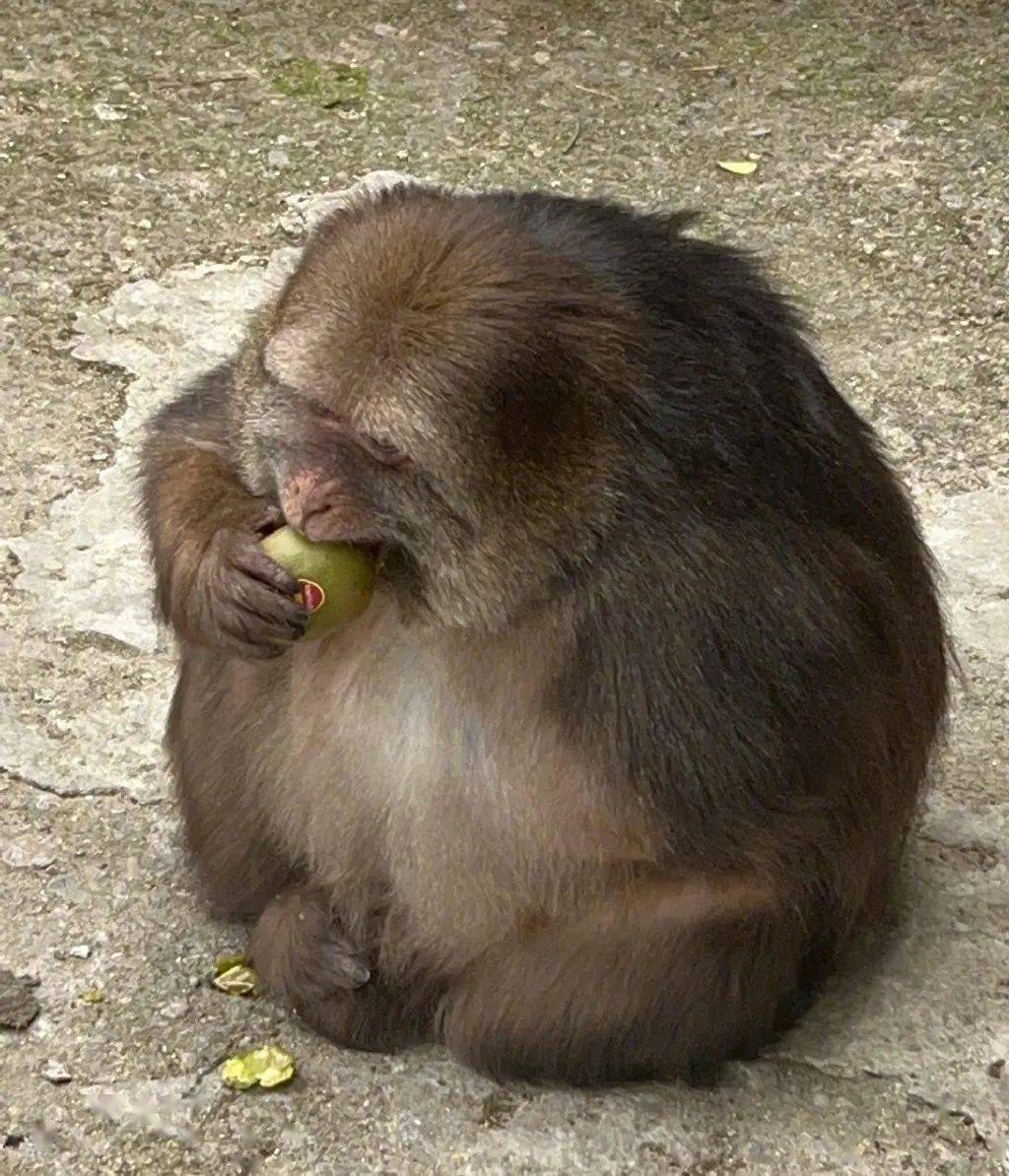 成为网红那一刻,她的悲剧已注定_星星_网络_猴子