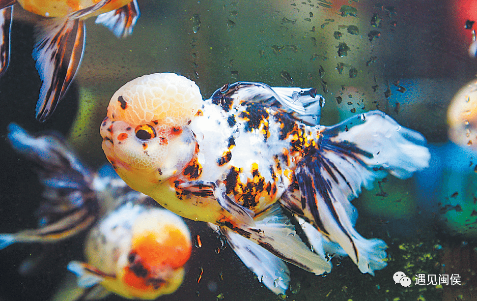 金鱼之王兰寿图片