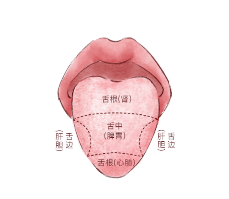 舌苔知健康,看看你身体的哪个部位出现异常_舌头_脾胃_图片