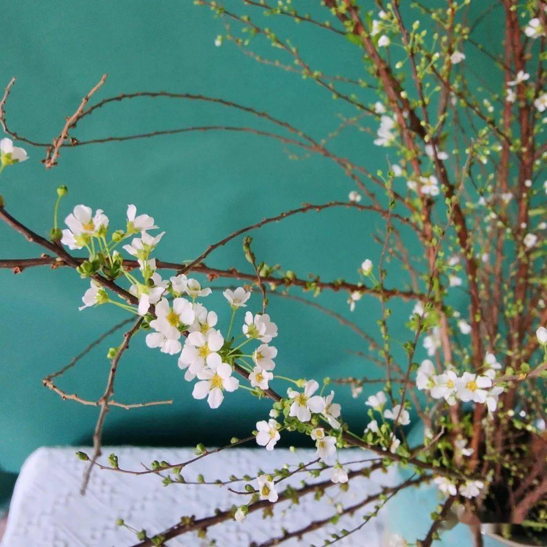 最治愈的鲜切花雪柳,花瓶就能养,开花美到犯规!_雪花_珍珠_花瓣