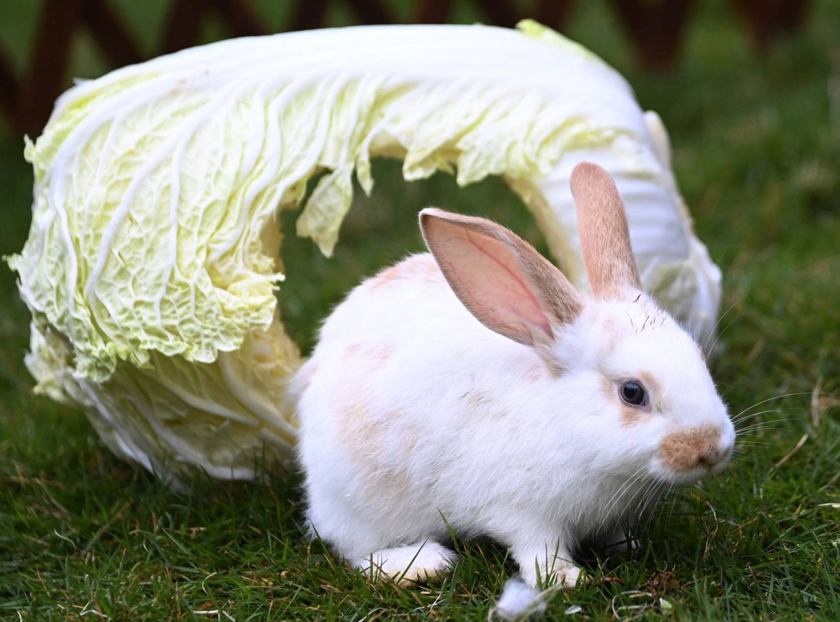 多种兔入驻深圳野生动物园迎兔年_游客_新闻网_贺新春