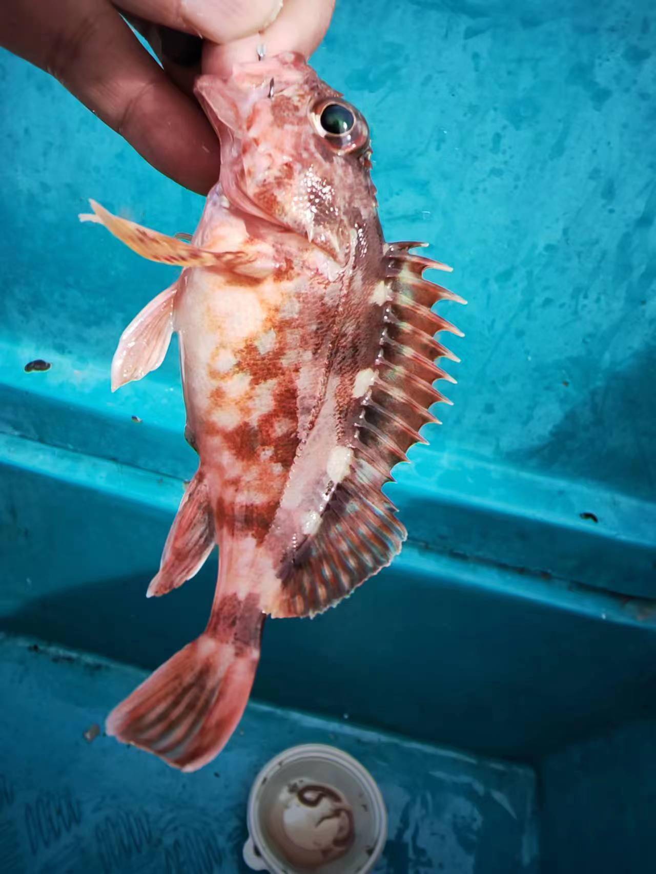 礁石区忙乎半天我又钓了一堆滑仔,石九公就收到一条,同行的钓友倒是中