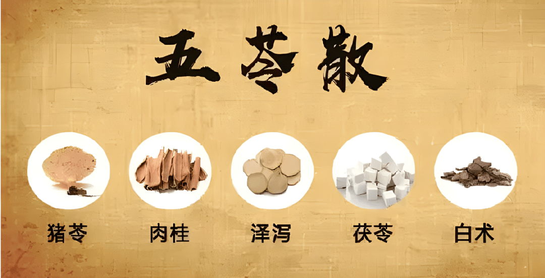 中医治疗小儿冬季腹泻的方药很多,常用的一个方就是五苓散,它出自张